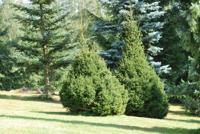 Picea glauca 'Albertiana' - smrk sivý - habitus - léto (114)